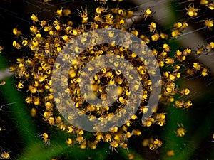 Orbweaver spiderlings, hatchings from the genus Araneus.