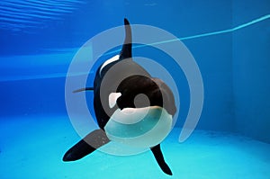 Orca
