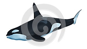 an orca