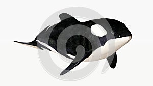 Orca