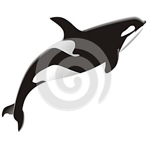 Orca