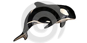 Orca