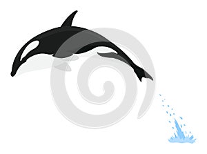 Orca animation in water. Cartoon animal design. Ocean mammal orca isolated on white background. Whale killer jumping
