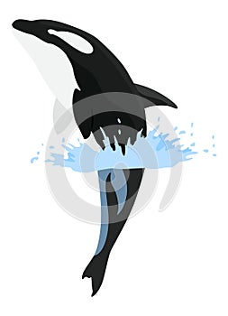 Orca animation in water. Cartoon animal design. Ocean mammal orca isolated on white background. Whale killer jumping