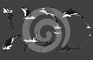 Orca animation in water set. Cartoon animal design. Ocean mammal orca isolated on white background. Whale killer jumping