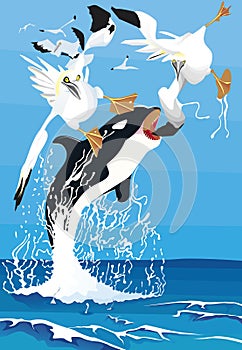 Orca attack birds gannet