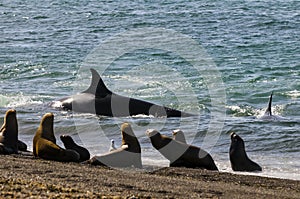Orca attacking sea lions,Peninsula Valdes, photo