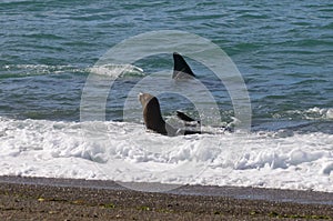 Orca attacking sea lions,Peninsula Valdes, photo