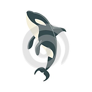 Orca Black And White Arctic Killer Whale Swimming, Realistic Aquatic Mammal Vector Drawing