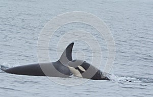 Orca Calf Following Parent In Monterey Bay