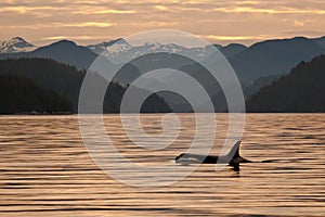 Orca at Dawn