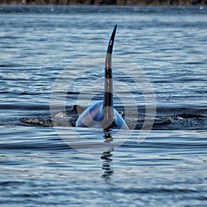 Orca Dorsal Fin