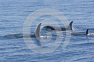 Orca Family Swimming in the Ocean