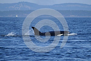 Orca Feeding in the San Juan Islands