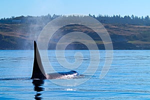 Orca Feeding in the San Juan Islands