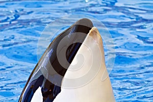 Orca head or Killer Whale