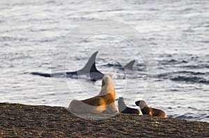 Orca hunting,  Patagonia Argentina