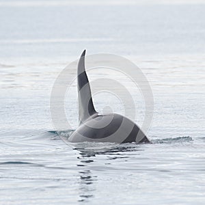 Orca, Iceland