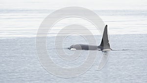 Orca, Iceland