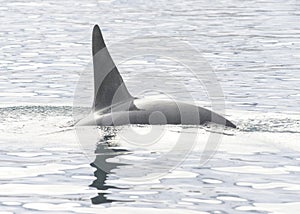 Orca, Iceland