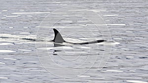 Orca, Iceland