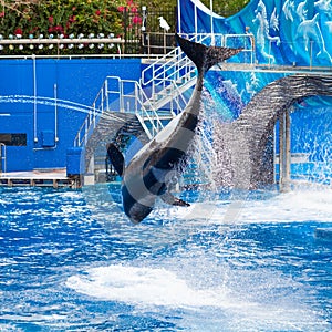 Orca is Jumping and Showing the Whole Body