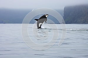 Orca jumping in the wild