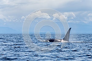 Orca or killer whale