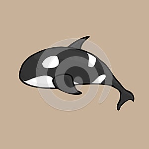 Orca killer whale