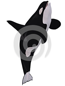 Orca - Killer Whale