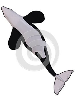 Orca - Killer Whale