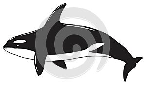 Orca killer whale animal on isolated background