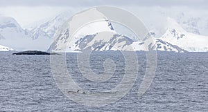 Orca or Killer Whale in Antarctica