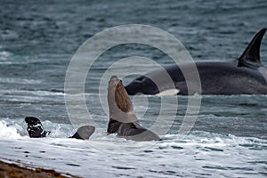 Orca killer whale attack a seal on the beach