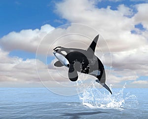 Orca Killer Whale Breach Illustration