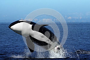 Mächtige 25ft lang und Wiegen 6000 Kilo ein Schwertwal (Orcinus orca) auch bekannt als: Orca ist einer der größten Tiere auf der Erde! Obwohl, im Sommer, kommen Sie an der Westküste von Kanada, niemand ist ganz sicher, wo Sie verbringen den rest des Jahres! Dieser atemberaubenden Sprung heißt Verletzung und kann verschiedene Gründe, einer davon ist die an land, auf ein kleines Tier / Fisch kill! ! 