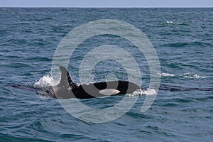 Orca or killer whale breaking the waves
