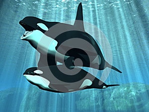 Orca - Killer Whale with Calf