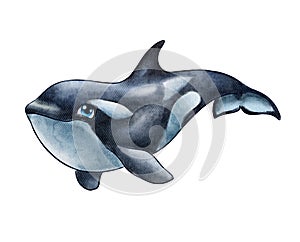 Orca Killer whale cartoon. Watercolor illustration isolated on white background