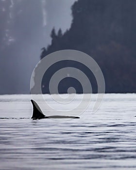 Orca or Killer whale dorsal fin in Resurrection Bay in Seward Alaska in the evening, vertical shot
