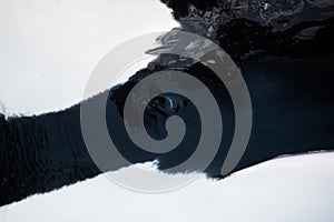 Orca Killer Whale Eye Close-Up