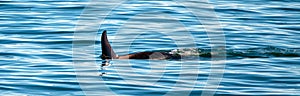 Orca Killer Whale fin in Kenai Fjords National Park in Seward Alaska USA