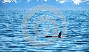 Orca Killer Whale fin in Kenai Fjords National Park in Seward Alaska USA