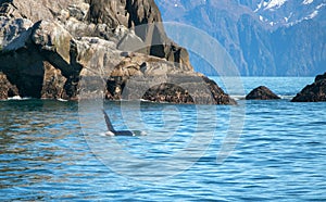 Orca Killer Whale with fin surfacing in Kenai Fjords National Park in Seward Alaska USA