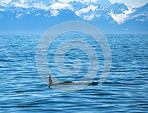 Orca Killer Whale with fin surfacing in Kenai Fjords National Park in Seward Alaska USA