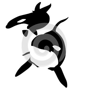 Orca killer whale illustration by crafteroks