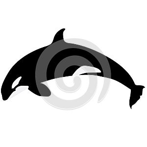 Orca killer whale illustration by crafteroks