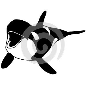 Orca killer whale illustration by crafteroks