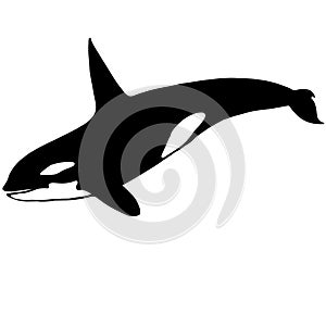 Orca killer whale illustration by crafteroks