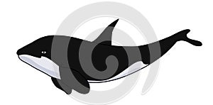 Orca Killer whale illustration.Whale stock image